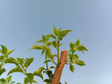 bougainvillea ağacı mavi gökyüzüne karşı