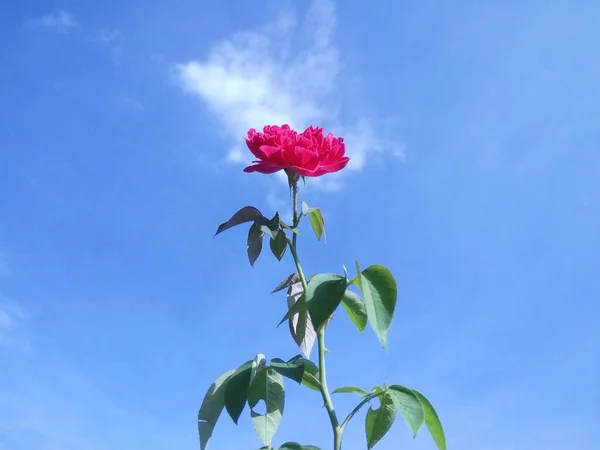 Růžová Růže Proti Modré Obloze — Stock fotografie