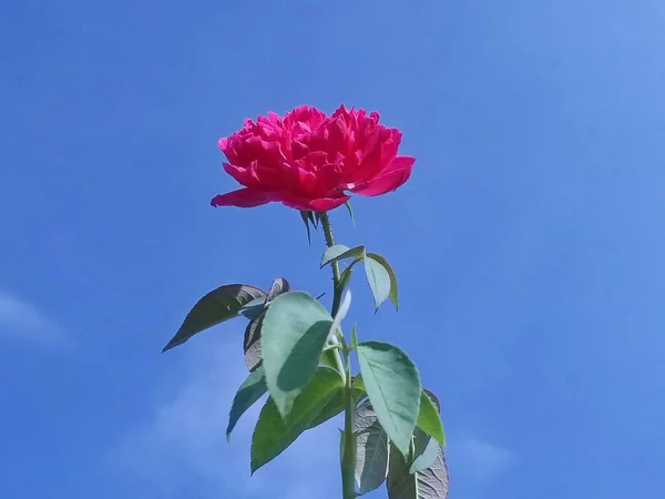 Růžová Růže Proti Modré Obloze — Stock fotografie