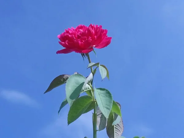 Rosa Rosa Contra Céu Azul — Fotografia de Stock