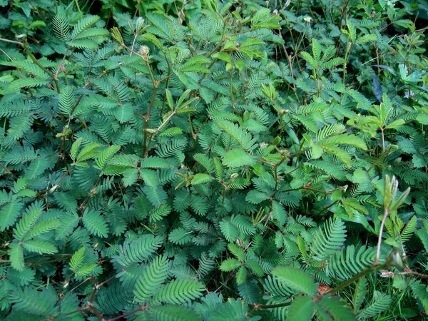 Frutas Rambutan Verdes Árvore — Fotografia de Stock