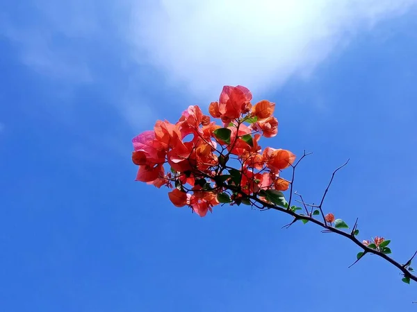 Flores Bougainvillea Vermelho Contra Céu Azul — Fotografia de Stock