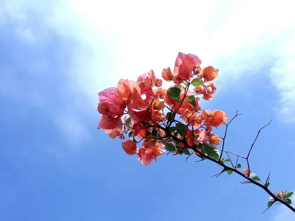 Czerwony Bougainvillea Kwiaty Przeciwko Błękitne Niebo — Zdjęcie stockowe