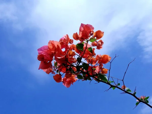 Červená Bougainvillea Květiny Proti Modré Obloze — Stock fotografie