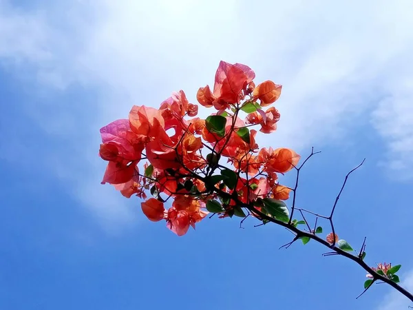 Červená Bougainvillea Květiny Proti Modré Obloze — Stock fotografie