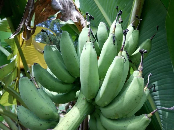 Primer Plano Plátanos Verdes — Foto de Stock