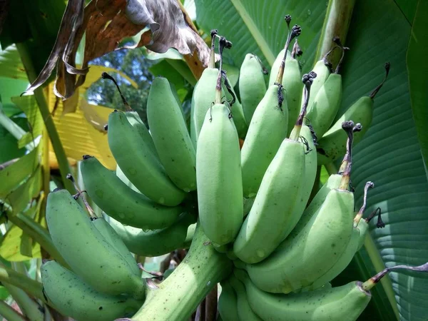 Primer Plano Plátanos Verdes — Foto de Stock