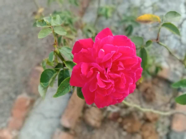 Close Pink Rose Flower — Stock Photo, Image