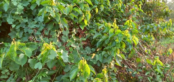 Frutas Rambután Verde Árbol — Foto de Stock