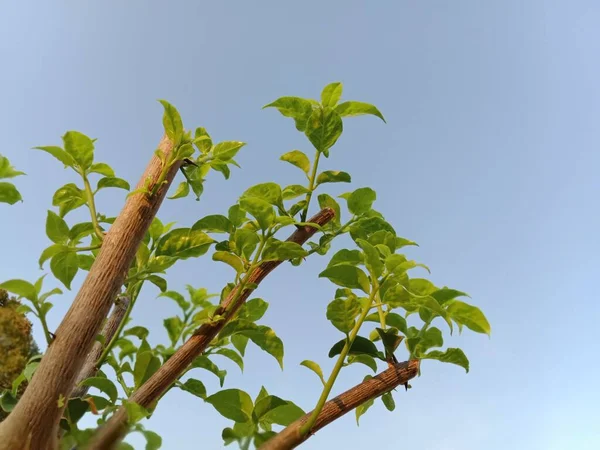 Bougainvillea Baum Gegen Blauen Himmel — Stockfoto