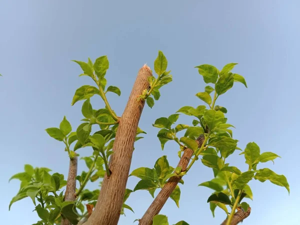 Bougainvillea Baum Gegen Blauen Himmel — Stockfoto