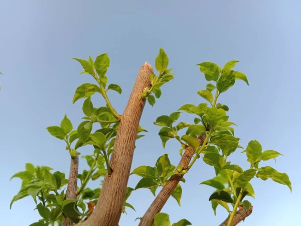 Bougainvillea Baum Gegen Blauen Himmel — Stockfoto