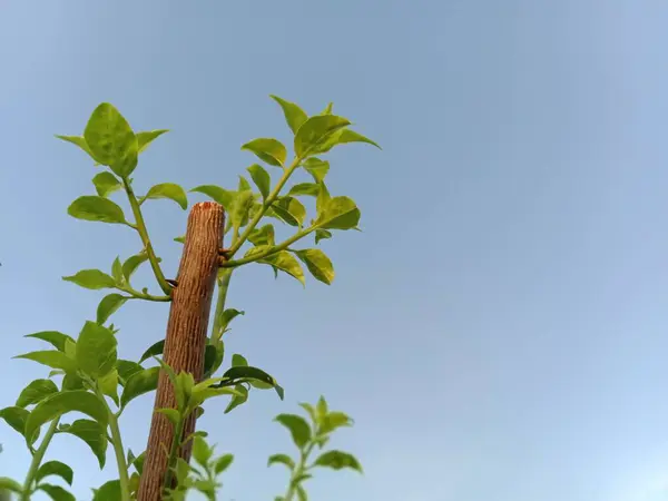 Bougainvillea Strom Proti Modré Obloze — Stock fotografie