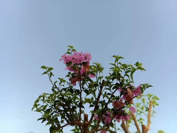 Bougainvillea Ağacı Mavi Gökyüzüne Karşı — Stok fotoğraf