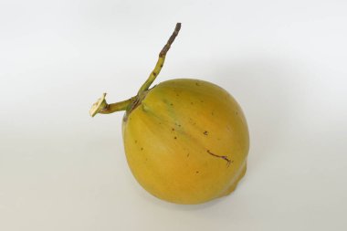 Genç hindistan cevizi meyvesi beyaz arka planda izole