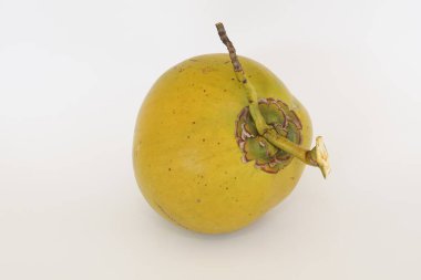 Genç hindistan cevizi meyvesi beyaz arka planda izole