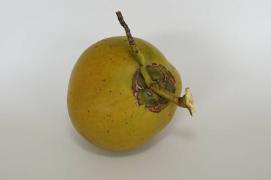 Genç hindistan cevizi meyvesi beyaz arka planda izole