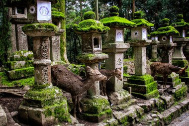 Genç geyik ve yaşlı Japon fenerleri Kasuga Büyük Tapınağı, Nara, Japonya