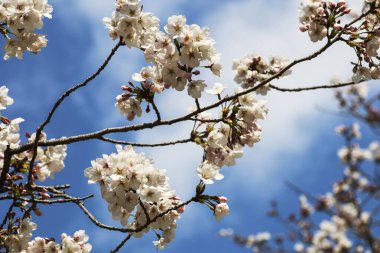 Güzel, pembe çiçek açan sakura, ilkbahar zamanı mavi gökyüzünde.