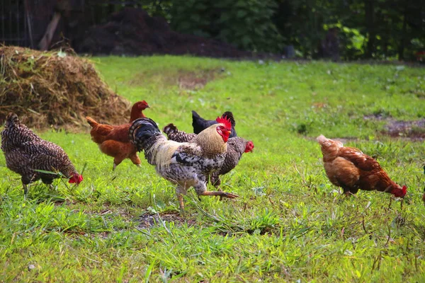 Kakas Csirkék Között Háttérben Zöld Kertben — Stock Fotó
