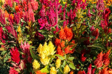 Celosia Plumosa, Celosia argentea, Celosia, kırmızı çiçekler - bahçede çiçek seçimi.