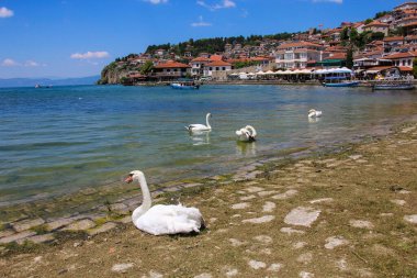 Beyaz kuğular Ohri gölünde yüzerken, arka plan olarak Ohri kasabası, Kuzey Makedonya Cumhuriyeti