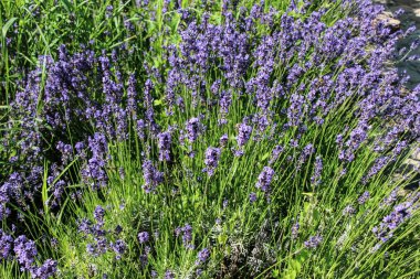 Bahçede mis kokulu lavanta çalıları
