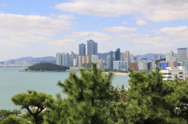Arka planda modern gökdelenleri olan güzel yeşil çam ağaçları. Güney Kore, Busan 'daki Haeundae bölgesinde. Çamlara odaklan..