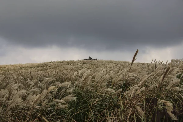 Sangumburi Krateri, Jeju Adası, Güney Kore yolundaki şiddetli rüzgarlar sırasında Miscanthus Sinensis