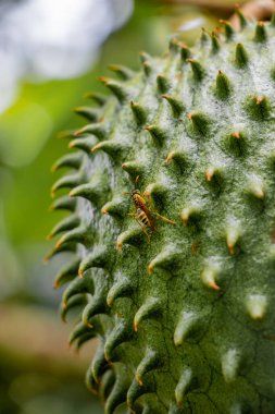 Ağacın üzerinde hala asılı duran bir kaynak suyunun ayrıntılı bulutları sert ve kalın kabuğunu gösteriyor bir sürü dikenli