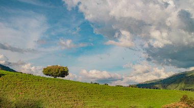 Güzel bir kır manzarası, yamacın yamacında duran eşsiz bir ağacı gösteriyor. Arka planda harika bir mavi gökyüzü var. Bulutlar gibi bol pamuk, rüya sahnesi gibi alevler.