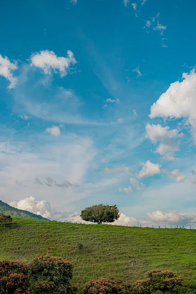 Beautiful Country Landscape Showing Unique Tree Standing Hillside Wonderful Blue — Stock Photo, Image