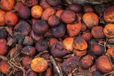 Ormanda bir sürü çürük meyve var.