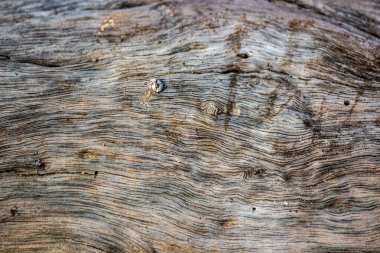 Ağaç korteksinin ya da ağaç kabuğunun detaylı bir görüntüsü.