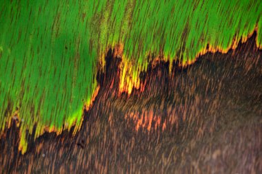 Kuruyan bir ağaç yaprağının detaylı dokusu