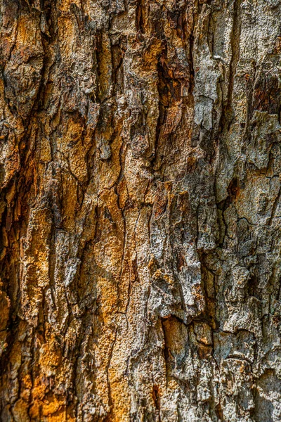 Gros Plan Très Détaillé Cortex Arbre Montrant Surface Texturée — Photo