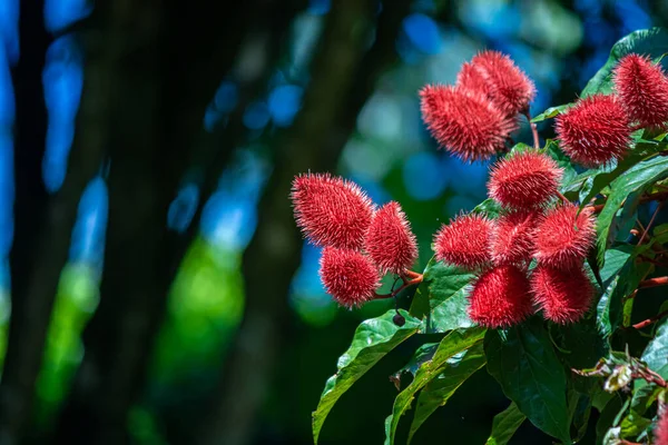 Gros Plan Fruit Rouge Appelé Achiote Très Commun Dans Les — Photo