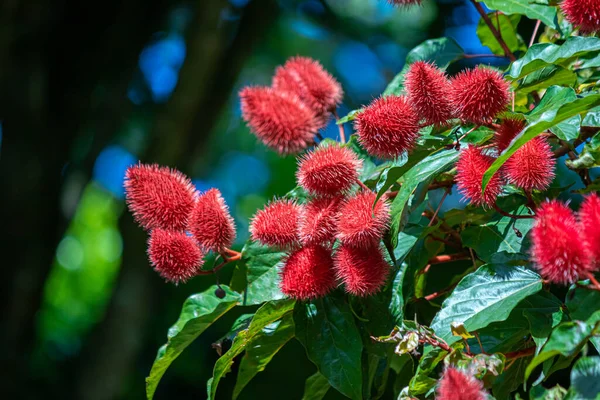 这种红色水果的特写叫做 Achieve 在热带国家很常见 被用作一种强有力的色素 — 图库照片