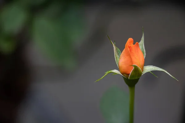 Крупный План Пуговицы Оранжевой Розы — стоковое фото
