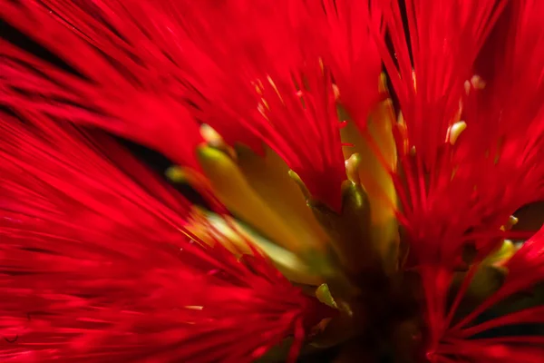 Gros Plan Mésange Fleur Rouge — Photo