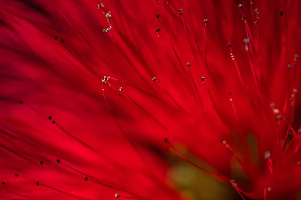 Ένα Κοντινό Πλάνο Του Κόκκινου Λουλουδιού — Φωτογραφία Αρχείου