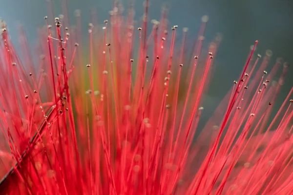 Lähikuva Chickadee Puu Punainen Kukka — kuvapankkivalokuva