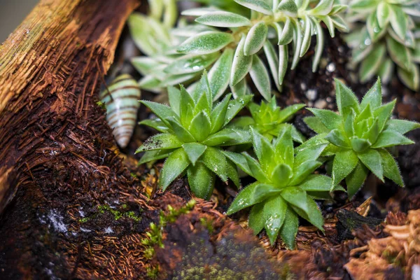 Petites Plantes Charnues Utilisées Comme Décoration Montrant Ses Petits Détails — Photo