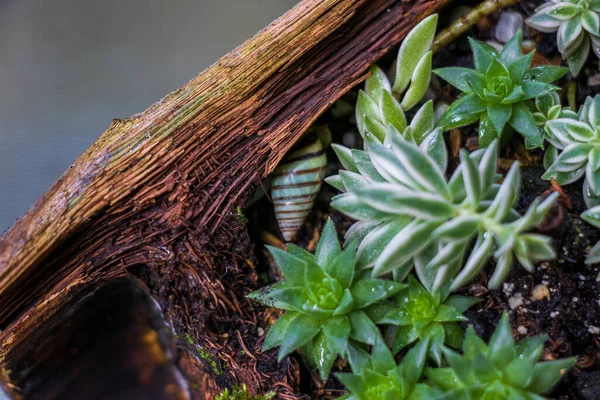 小さな葉の詳細を示す装飾として使用される小さな多肉植物 — ストック写真