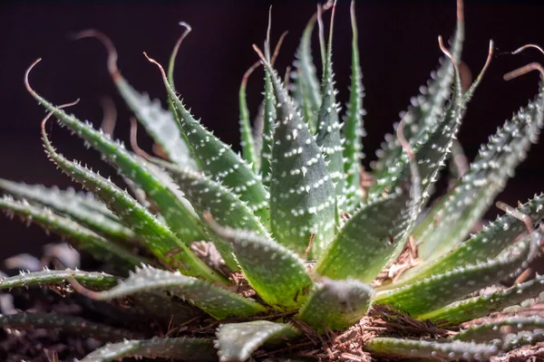 小さな葉の詳細を示す装飾として使用される小さな多肉植物 — ストック写真