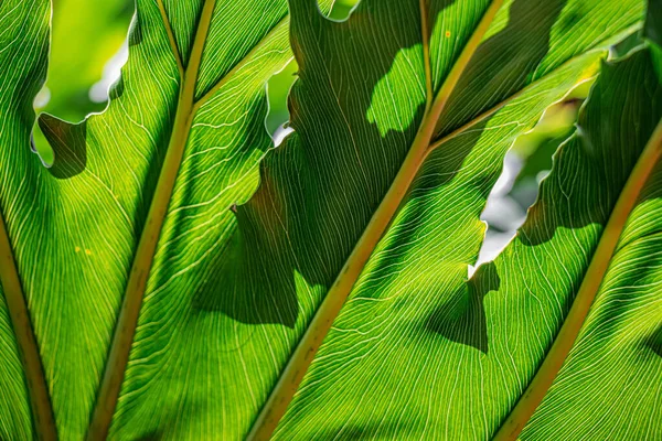 Close Tree Leaf Show Extreme Detail Colorful Texture — Stock Photo, Image