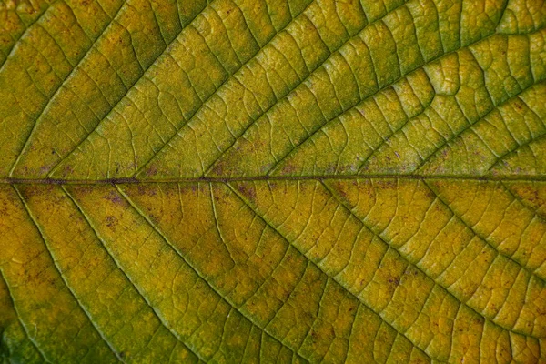 Eine Nahaufnahme Eines Baumblattes Zeigt Mit Extremen Details Eine Farbenfrohe — Stockfoto