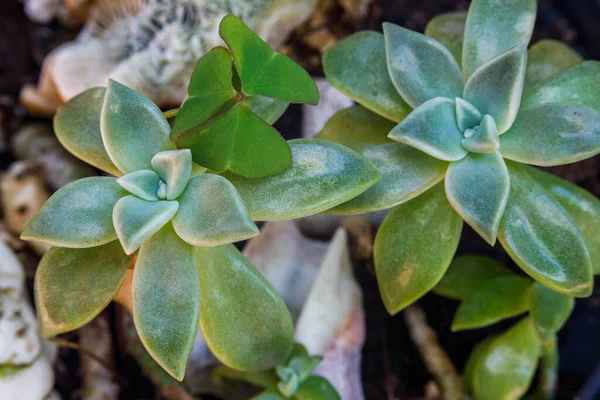 小さな葉の詳細を示す装飾として使用される小さな多肉植物 — ストック写真