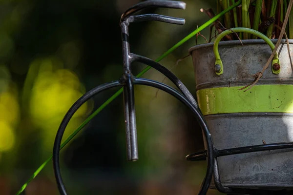 Metal Bucket Green Plant Used Exterior Decoration — Stock Photo, Image