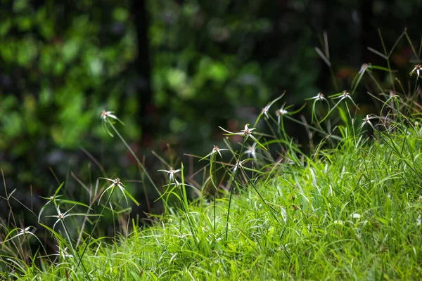 Prairie Its Lawn Grown Flowered White Green Star Shaped Flowers — Stock Photo, Image